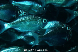Fishs by Vito Lorusso 